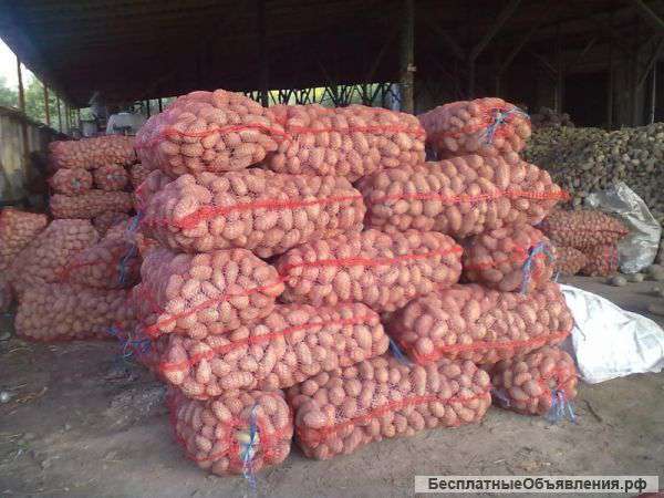 Картофель оптом от 10т с доставкoй
