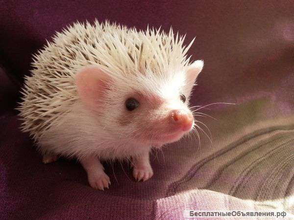 Африканский карликовый ежик