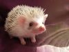 Африканский карликовый ежик