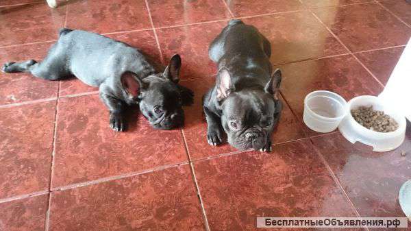 Французкий бульдожик 5мес