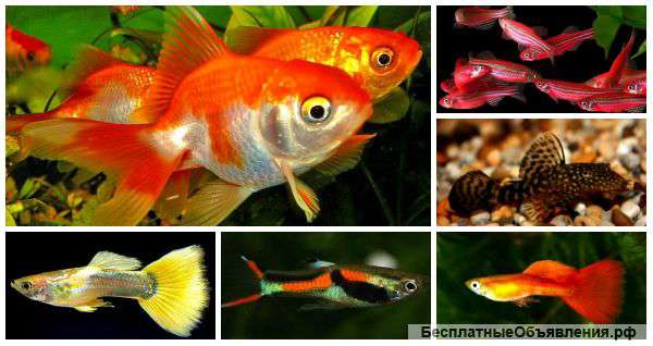Разные мирные рыбки в Ваш аквариум