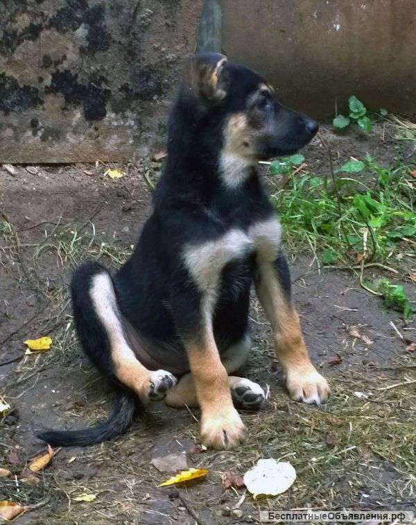 Красивые, ласковые, игривые щенки в добрые руки