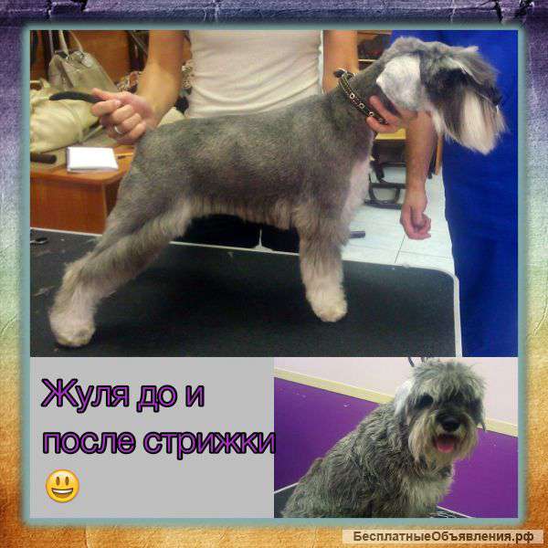 Стрижка животных, собак. Груминг. От 2000т.р. Возможен выезд