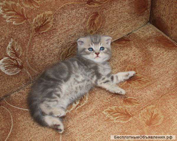Котята скоттиш фолд