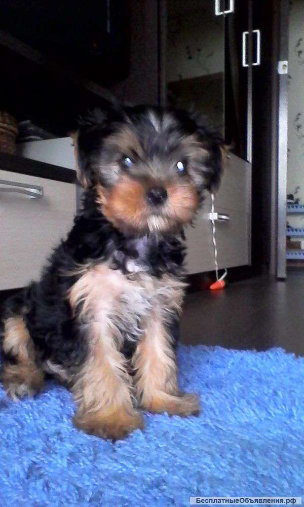 Счастье на ладошку