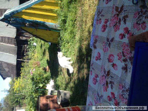 Отдам кота в хорошие руки