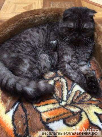 Отдам в добрые руки