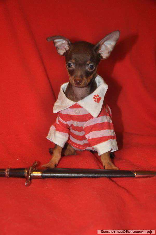 Той-терьеры супер детки