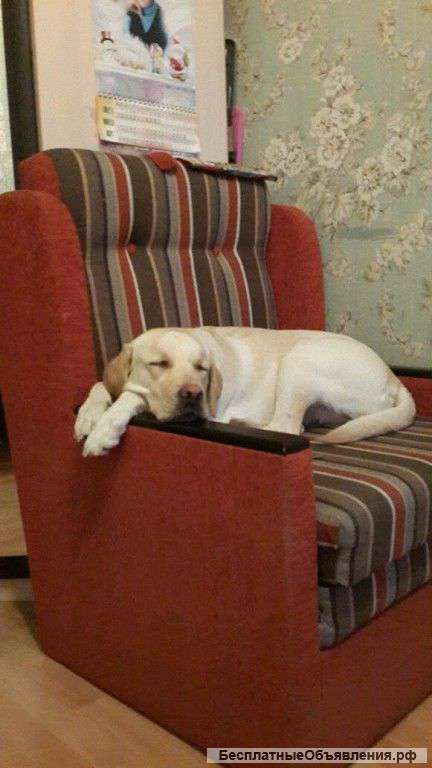 Отдам Лобрадора в хорошие руки