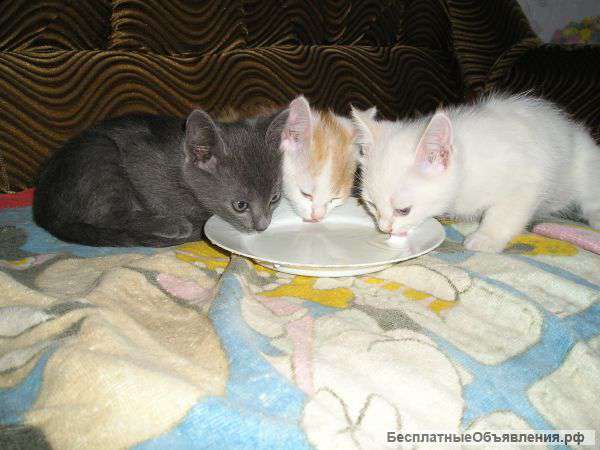 Отдам котят