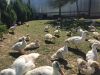 Натуральные продукты из деревни