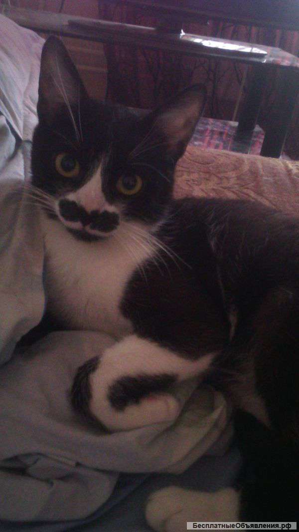 Отдам кота