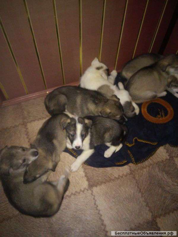 Щенки западносибирской лайки