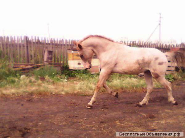 Жеребца и кобылу