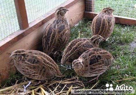 Перепелочки