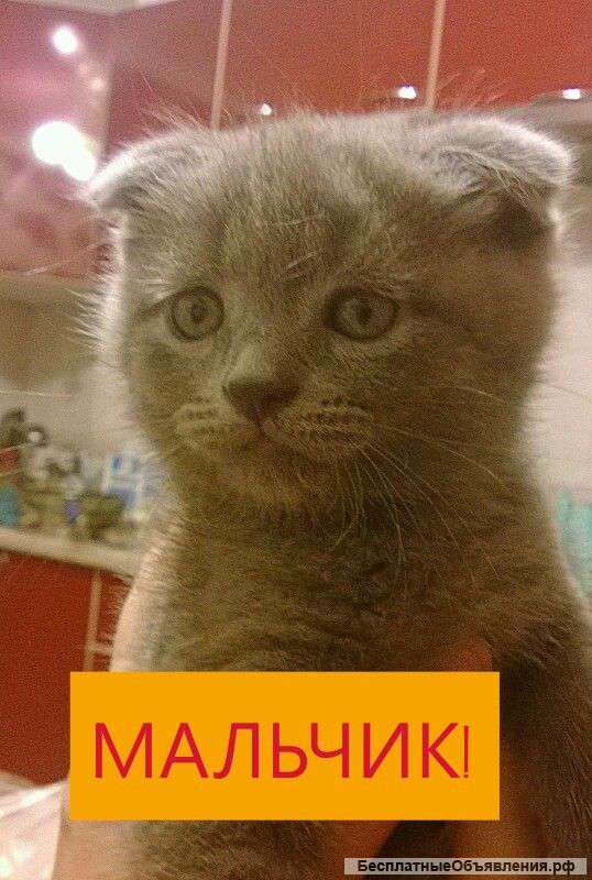 Вислоухие, шотландские, котята:скоттиш-фолд