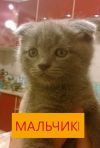 Вислоухие, шотландские, котята:скоттиш-фолд