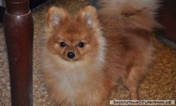 Мальчик немецкого шпица