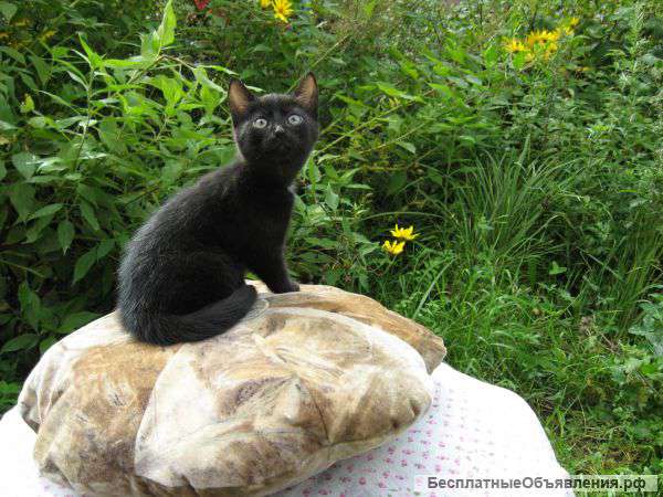 Отдам бесплатно