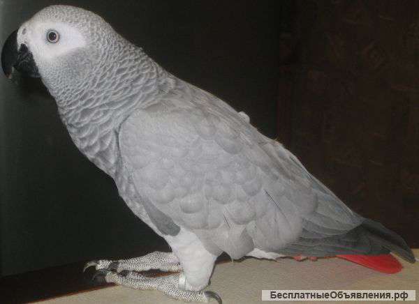 Попугай жако