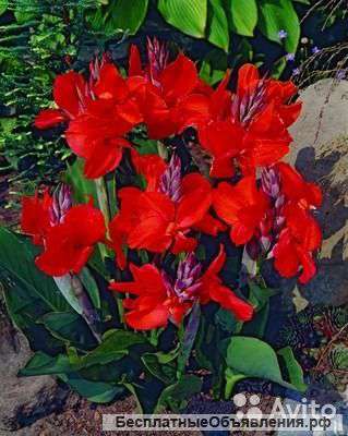 Красивые цветы украшение дома и сада