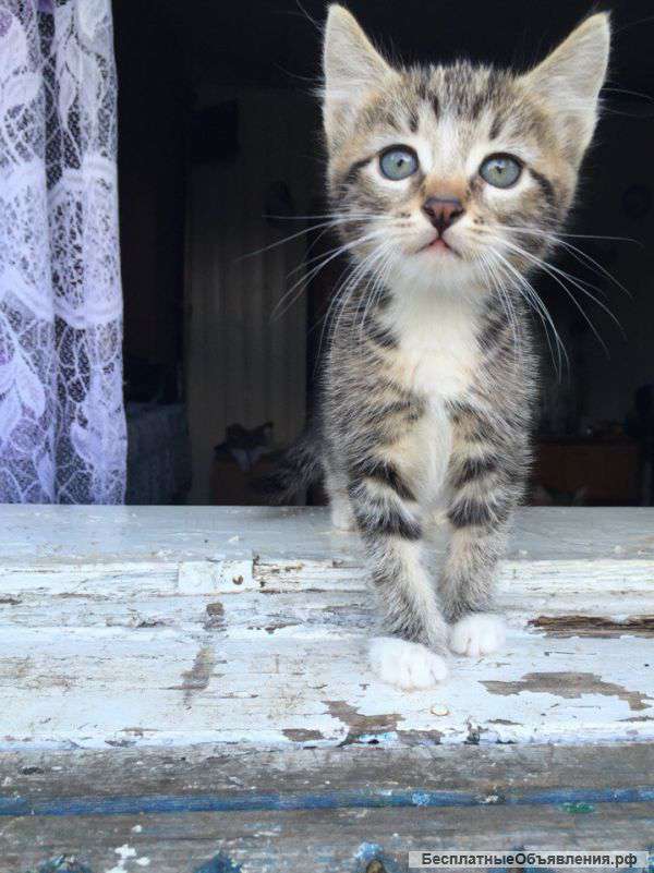 Отдам котёнка в хорошие руки
