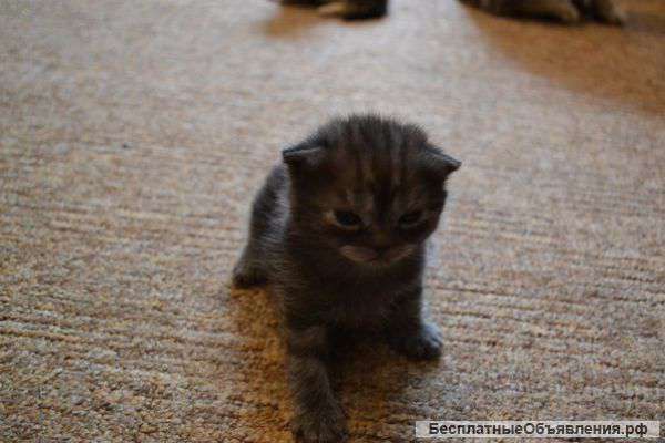 Милые котята