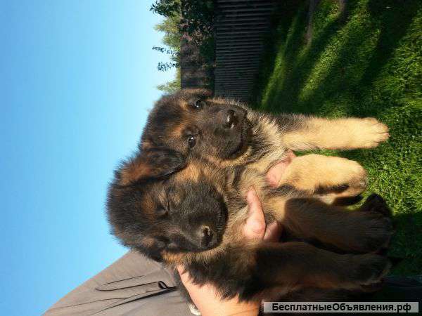 Щенков немецкой овчарки