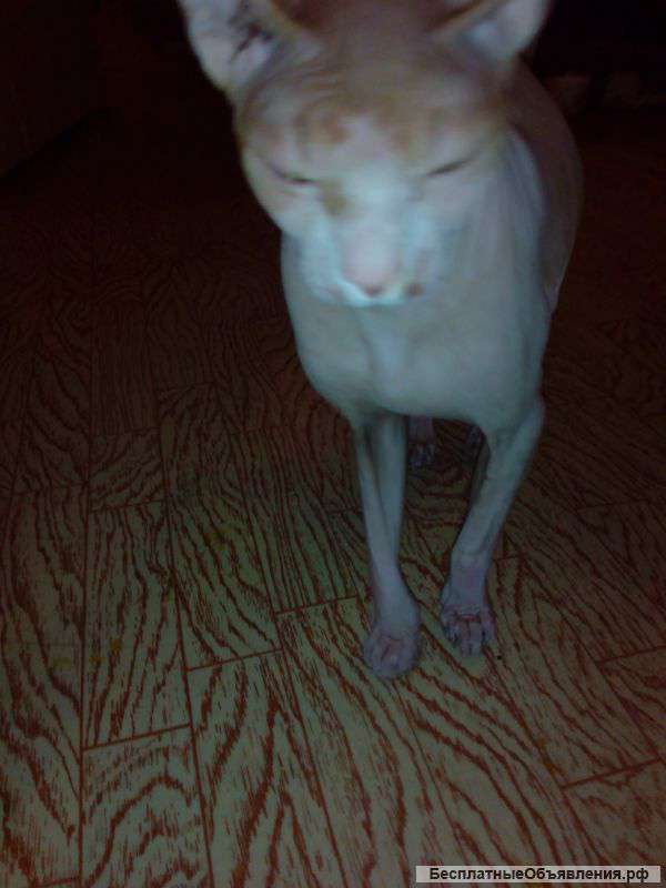 Кот породистый