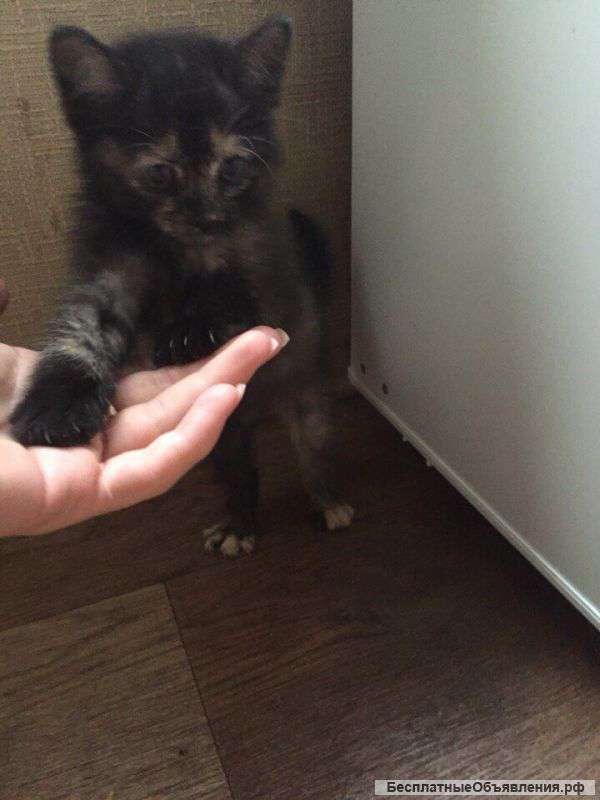 Котенок метис