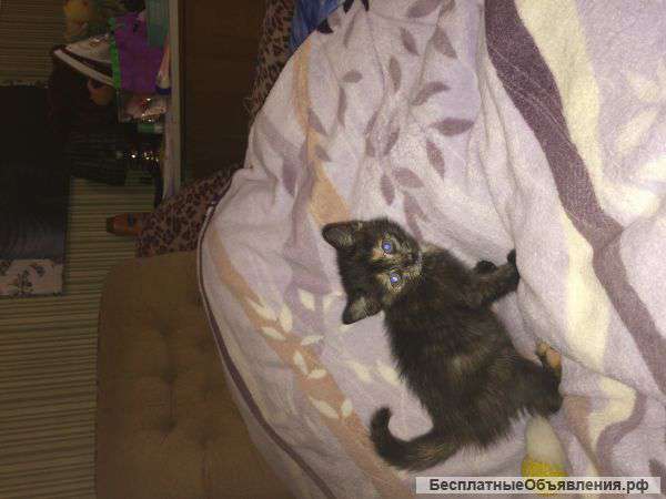 Котенок-метис