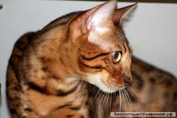 Бенгальский умный котик 1 год 3 мес
