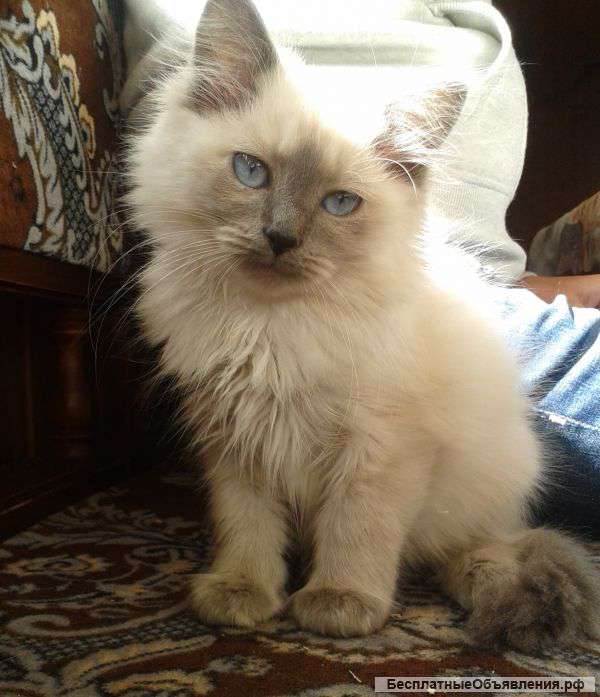 А Вы готовы к котятам "Белоснежного берега" ?