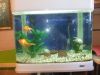 Аквариум на 100 литров