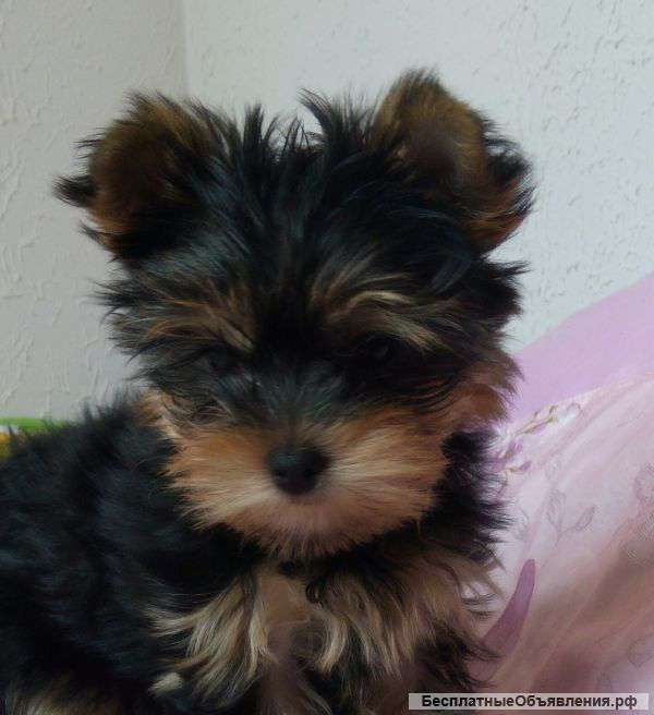 Щенок йоркширского терьера (мальчик)