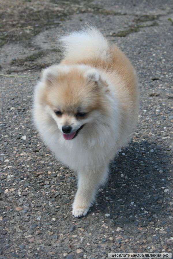 Перспективный щенок миниатюрногошпица