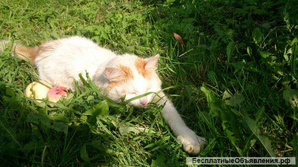 Кошки в добрые руки