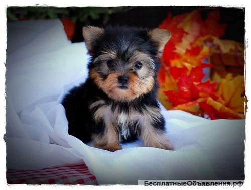 Щенята йоркширского терьера