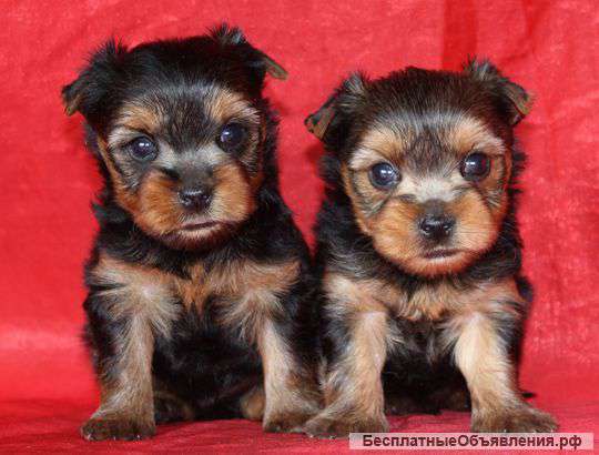 Два мальчика мини йоркширского терьера