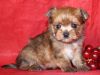 Голден Йоркширский терьер шикарный мальчик