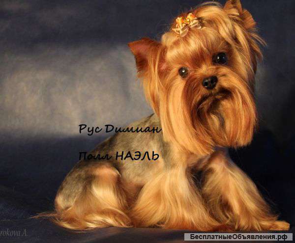 2 кобеля йоркширского терьера.Вязка.Инструктор.