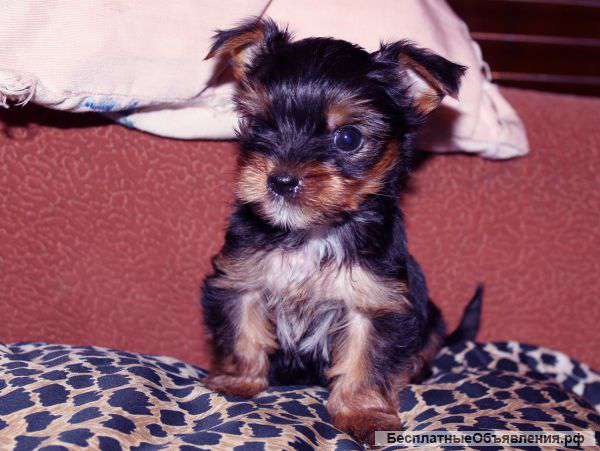 Щенки йоркширского терьера