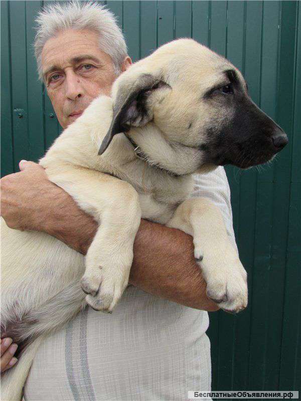 Щенки турецкого кангала (карабаша) из питомника