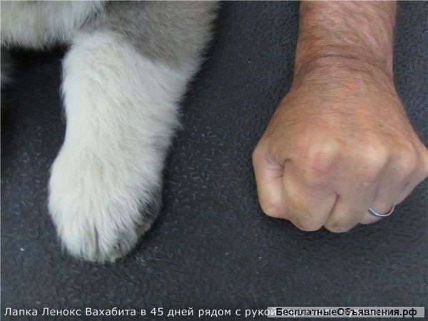 Щенки Кавказской овчарки из питомника