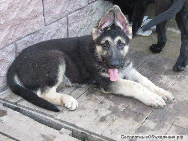Щенка восточноевропейской овчарки. Фото. Цена