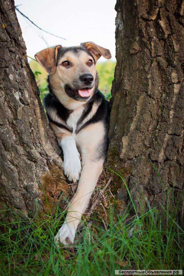 В дар собака Фанни