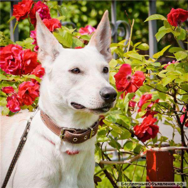 В дар собака Бэлла