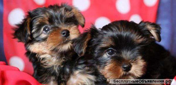 Отдам бесплатно Йоркширский терьер