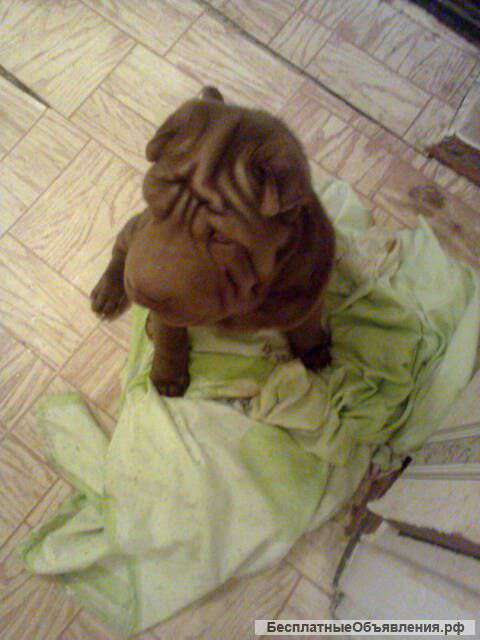 Щенок шарпей, девочка 2,5 месяца