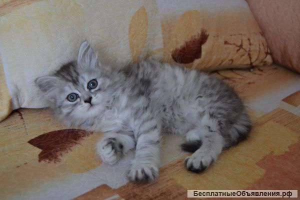 Очаровательная серебристая шиншилла